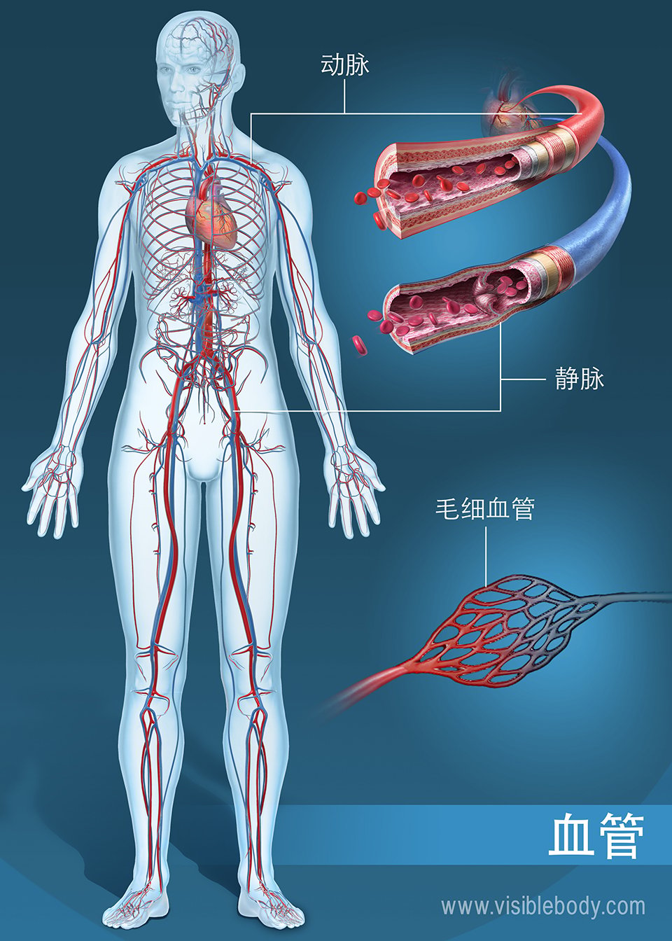 血管网络示意图