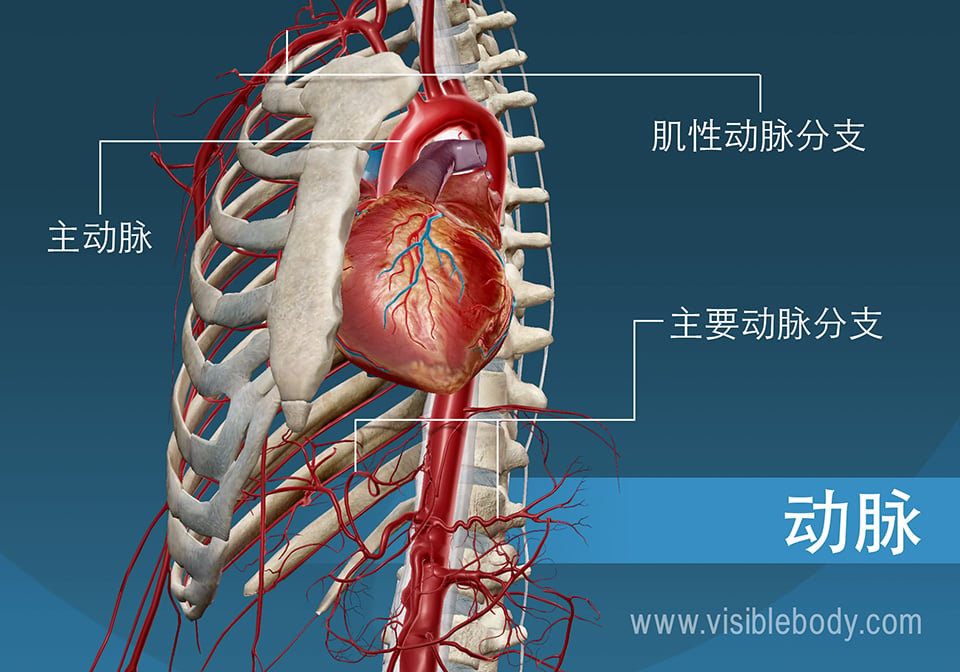 动脉示意图