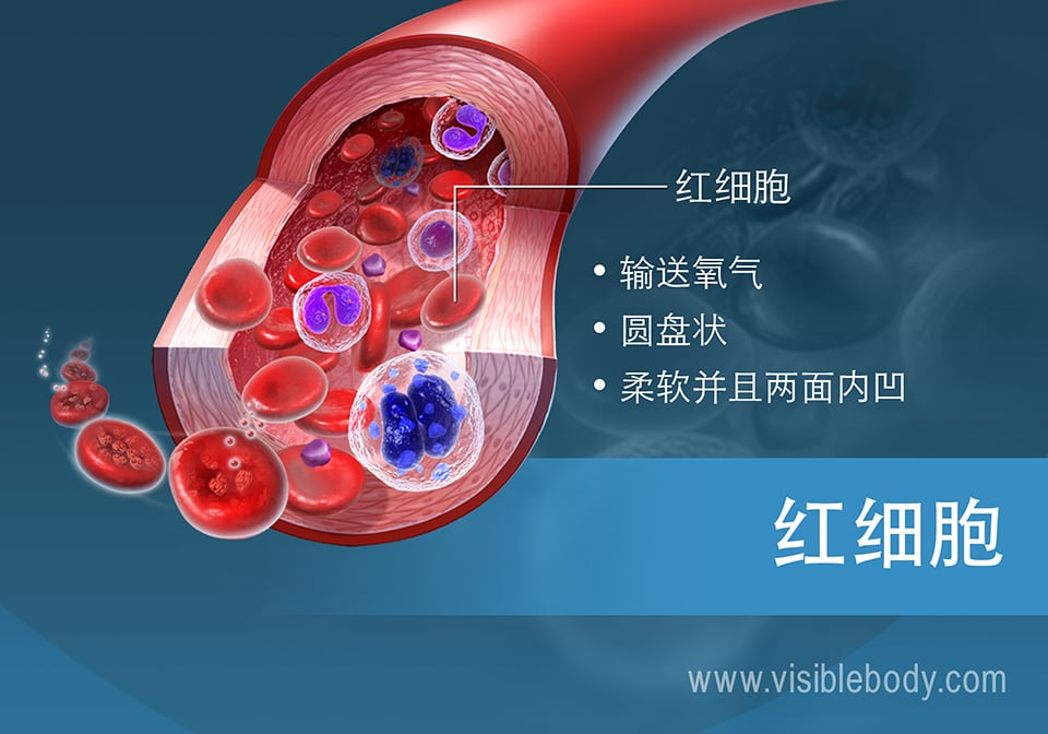 红细胞示意图